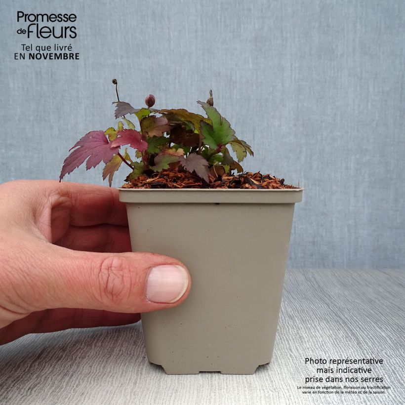 Esemplare di Anemone Little Summer Breeze - Anemone giapponese Vasetto da 8/9 cm come consegnato in autunno