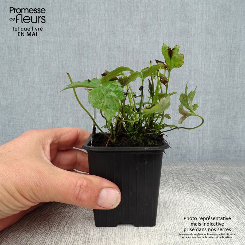 Anemone hupehensis Prinz Heinrich - Anemone giapponese Vasetto da 8/9 cm esemplare consegnato in primavera