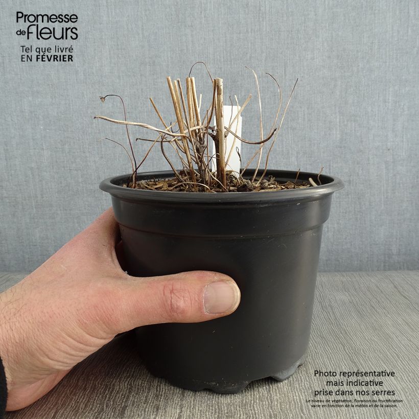 Anemone hupehensis Prinz Heinrich - Anemone giapponese Vaso da 2L/3L esemplare consegnato in inverno