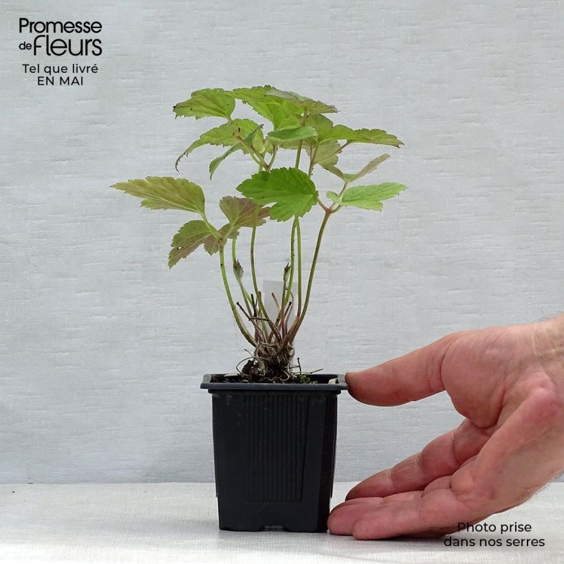 Anemone tomentosa Robustissima Vasetto da 8/9 cm esemplare consegnato in primavera