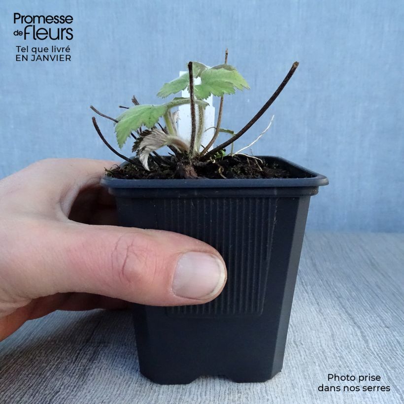 Anemone tomentosa Robustissima Vasetto da 8/9 cm esemplare consegnato in inverno