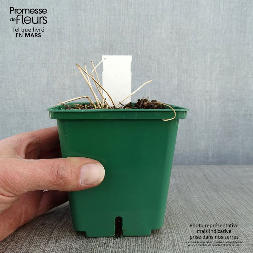 Anemone tomentosa Robustissima Vaso da 1,5L/2L esemplare consegnato in inverno