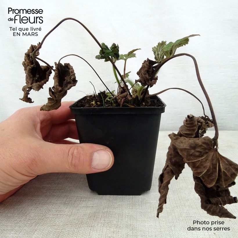 Anemone tomentosa Septemberglanz Vasetto da 8/9 cm esemplare consegnato in primavera