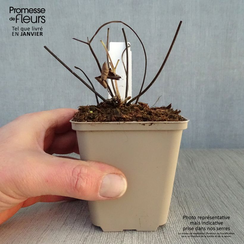 Anemone tomentosa Septemberglanz Vasetto da 8/9 cm esemplare consegnato in inverno