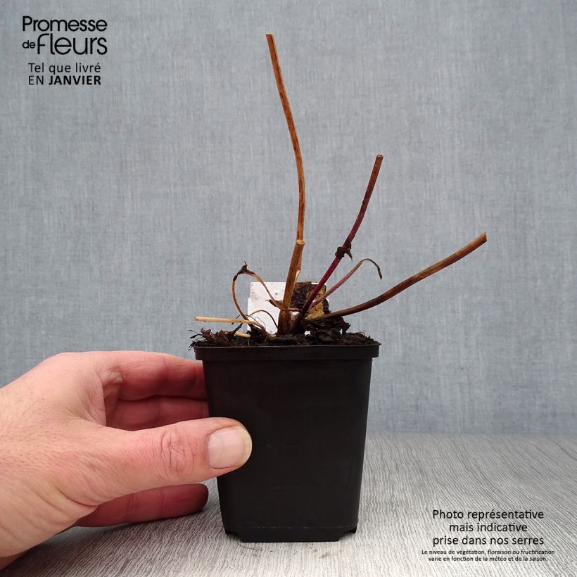 Anemone Frilly Knickers - Anemone giapponese Vasetto da 8/9 cm esemplare consegnato in inverno