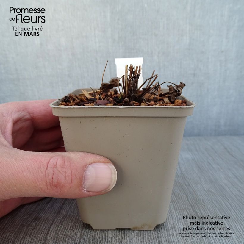 Anemone Satin Doll Rosé - Anemone giapponese Vasetto da 8/9 cm esemplare consegnato in inverno