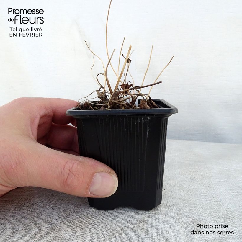 Anemone hupehensis Praecox - Anemone giapponese Vasetto da 8/9 cm esemplare consegnato in inverno