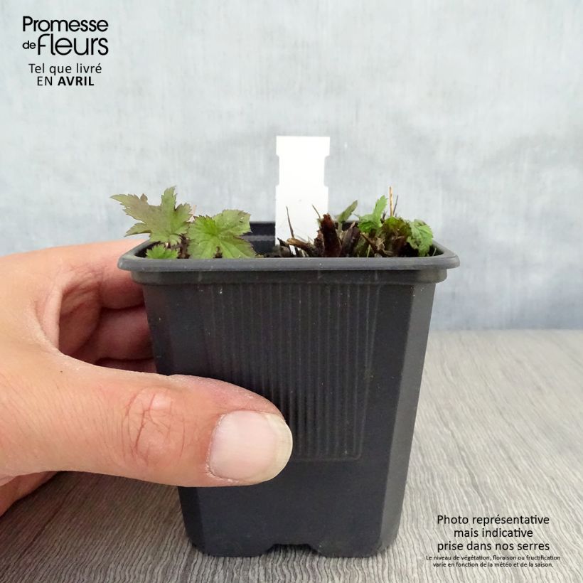 Anemone hupehensis Praecox - Anemone giapponese Vasetto da 8/9 cm esemplare consegnato in primavera