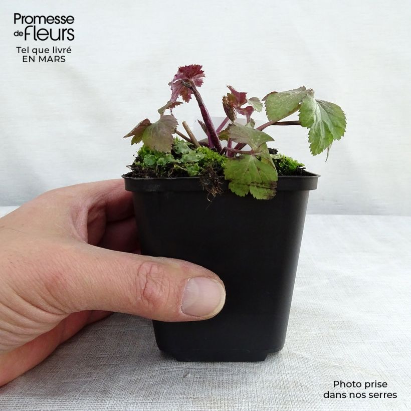 Anemone Dainty Swan - Anemone giapponese Vasetto da 8/9 cm esemplare consegnato in primavera