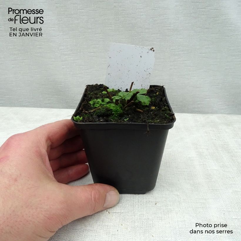 Anemone Elfin Swan - Anemone giapponese Vasetto da 8/9 cm esemplare consegnato in inverno