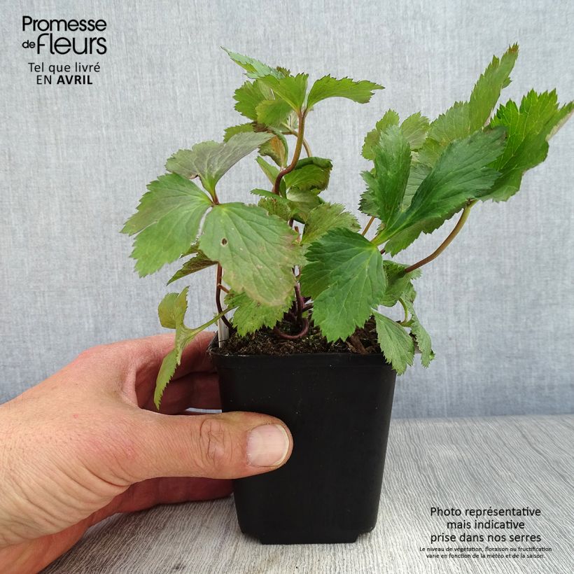 Anemone Elfin Swan - Anemone giapponese Vasetto da 8/9 cm esemplare consegnato in primavera