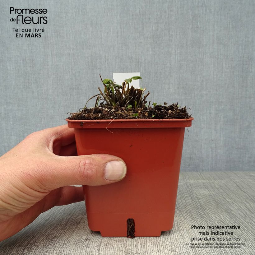 Anemone hupehensis Snow Angels - Anemone giapponese Vaso da 1L/1,5L esemplare consegnato in primavera