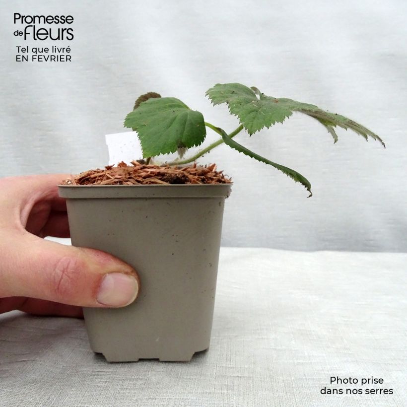 Anemone hupehensis Tiki Sensation - Anemone giapponese Vasetto da 8/9 cm esemplare consegnato in inverno