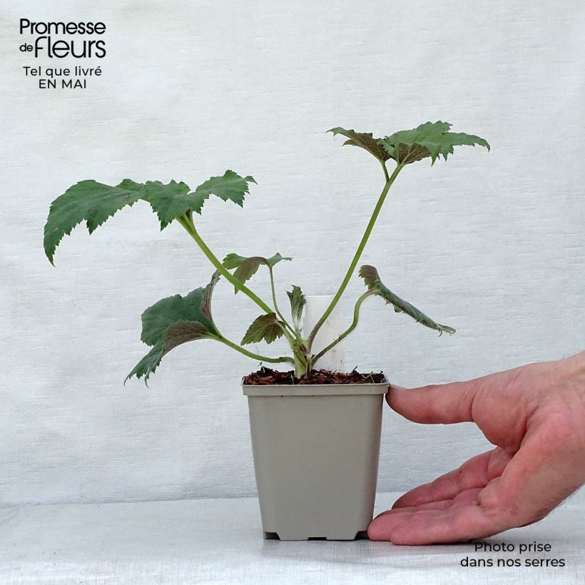 Anemone hupehensis Tiki Sensation - Anemone giapponese Vasetto da 8/9 cm esemplare consegnato in primavera