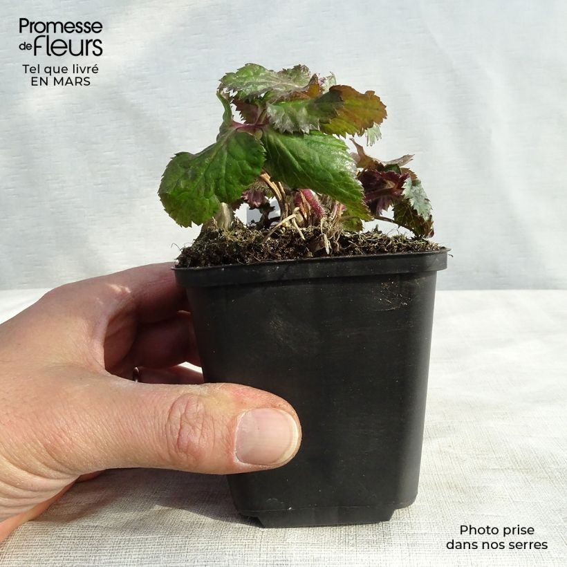 Anemone Dreaming Swan - Anemone giapponese Vasetto da 8/9 cm esemplare consegnato in inverno