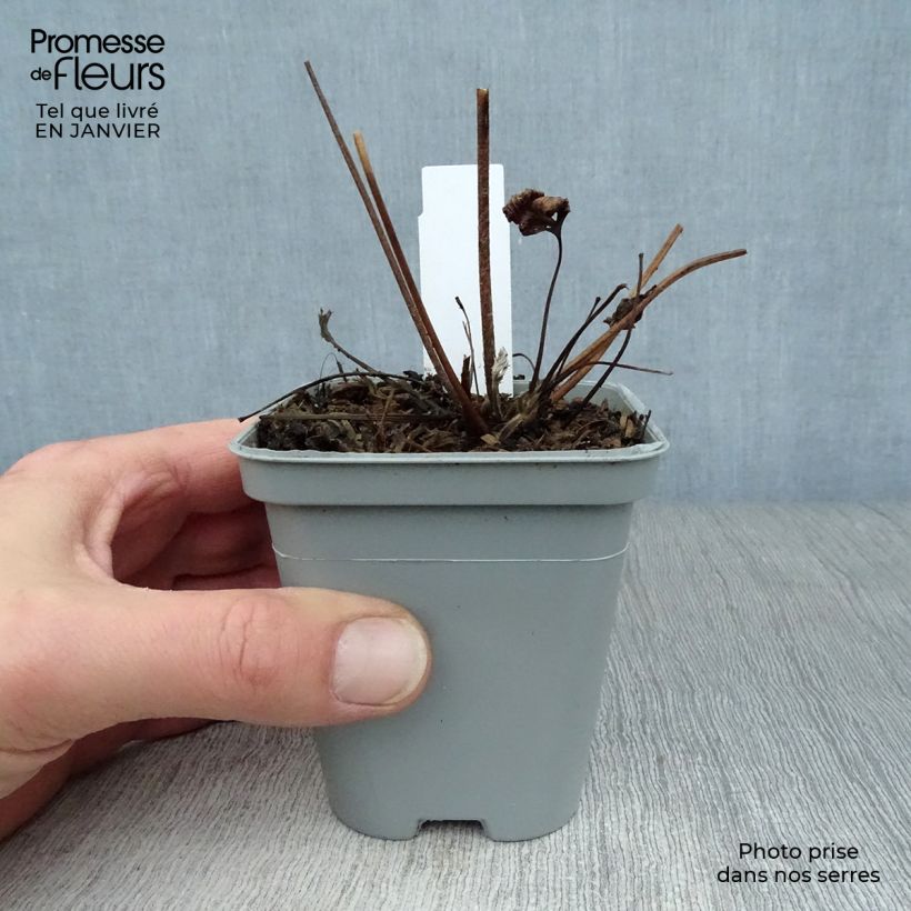 Anemone Hadspen Abundance - Anemone giapponese Vasetto da 8/9 cm esemplare consegnato in inverno