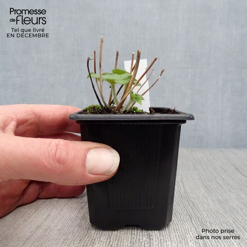 Anemone Honorine Jobert - Anemone giapponese Vasetto da 8/9 cm esemplare consegnato in inverno