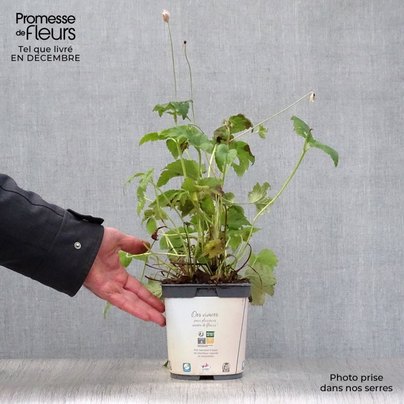 Anemone Honorine Jobert - Anemone giapponese Vaso da 2L/3L esemplare consegnato in inverno
