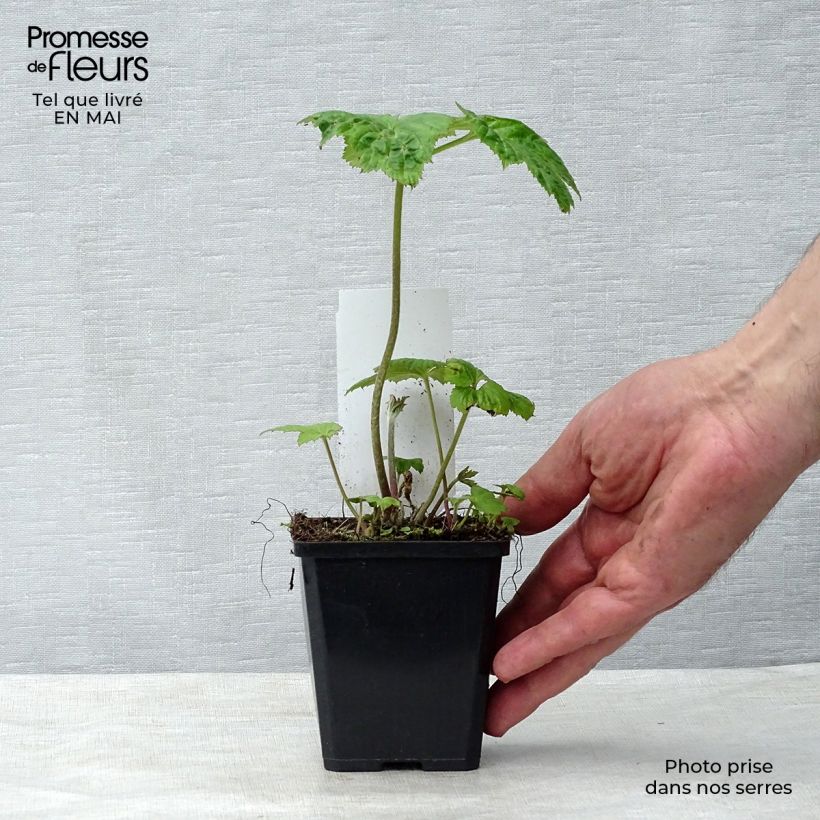 Anemone Honorine Jobert - Anemone giapponese Vasetto da 8/9 cm esemplare consegnato in primavera