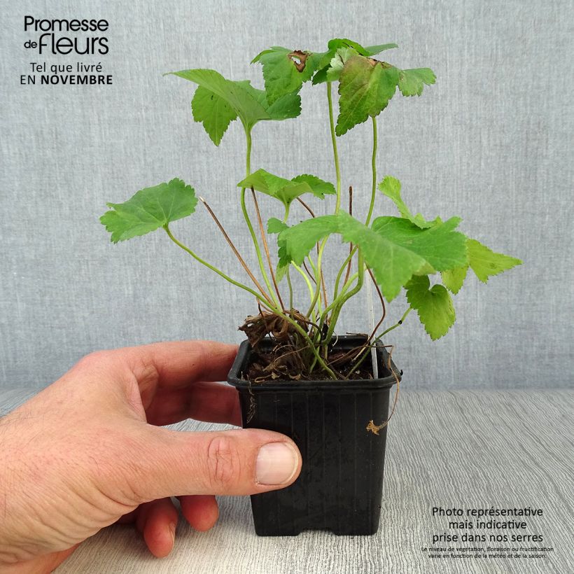 Esemplare di Anemone Honorine Jobert - Anemone giapponese Vasetto da 8/9 cm come consegnato in autunno