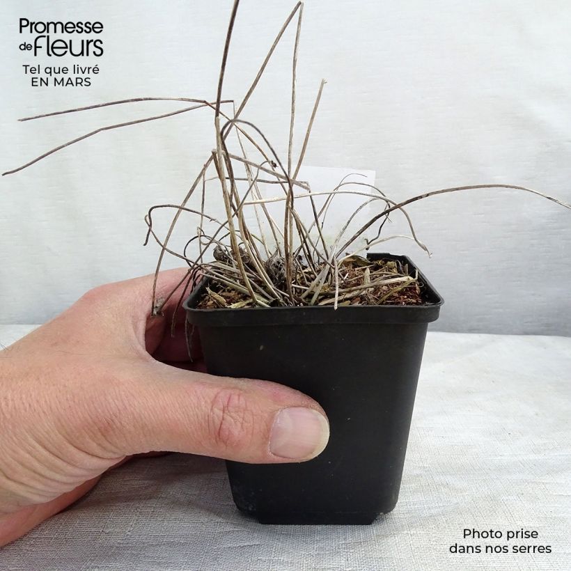 Anemone Margarete - Anemone giapponese Vasetto da 8/9 cm esemplare consegnato in inverno