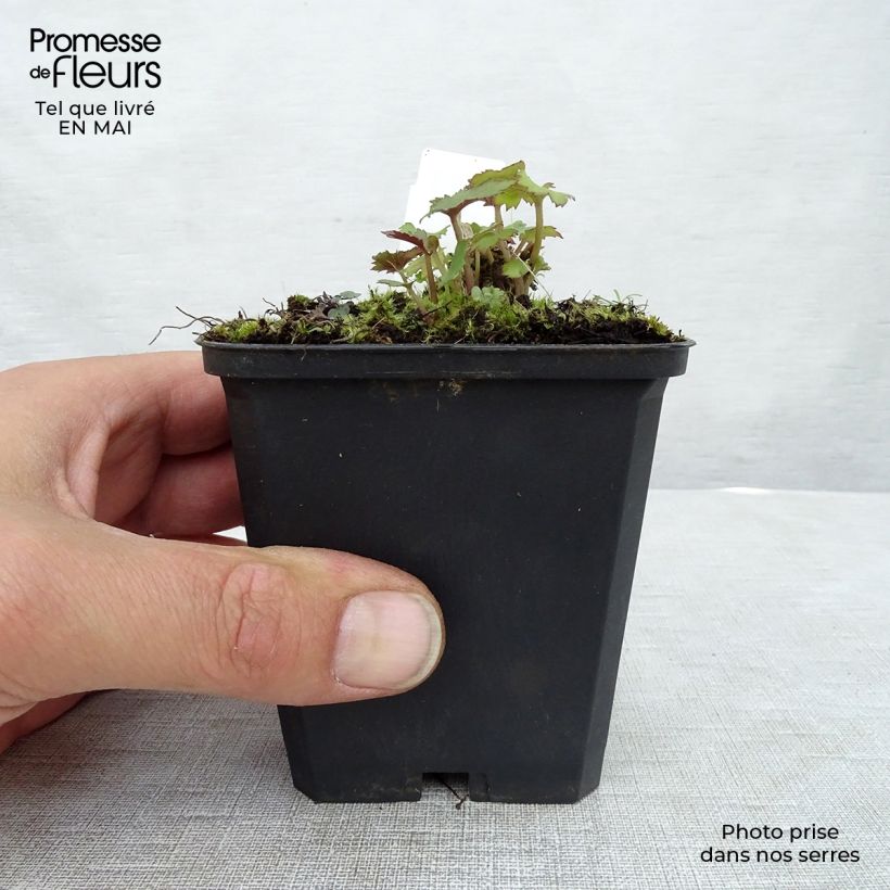 Anemone Mont Rose - Anemone giapponese Vasetto da 8/9 cm esemplare consegnato in primavera