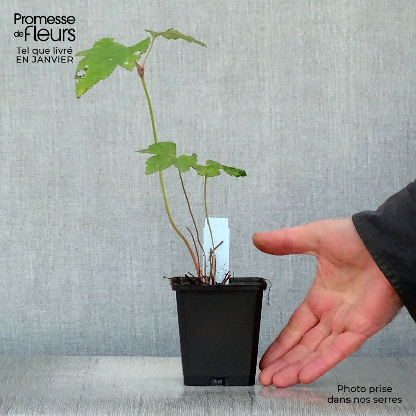 Anemone Mont Rose - Anemone giapponese Vasetto da 8/9 cm esemplare consegnato in inverno