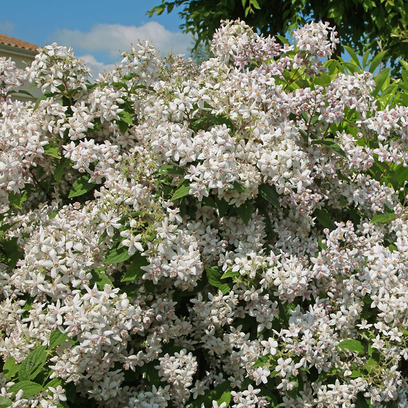 Deutzia Mont Rose (Porto)