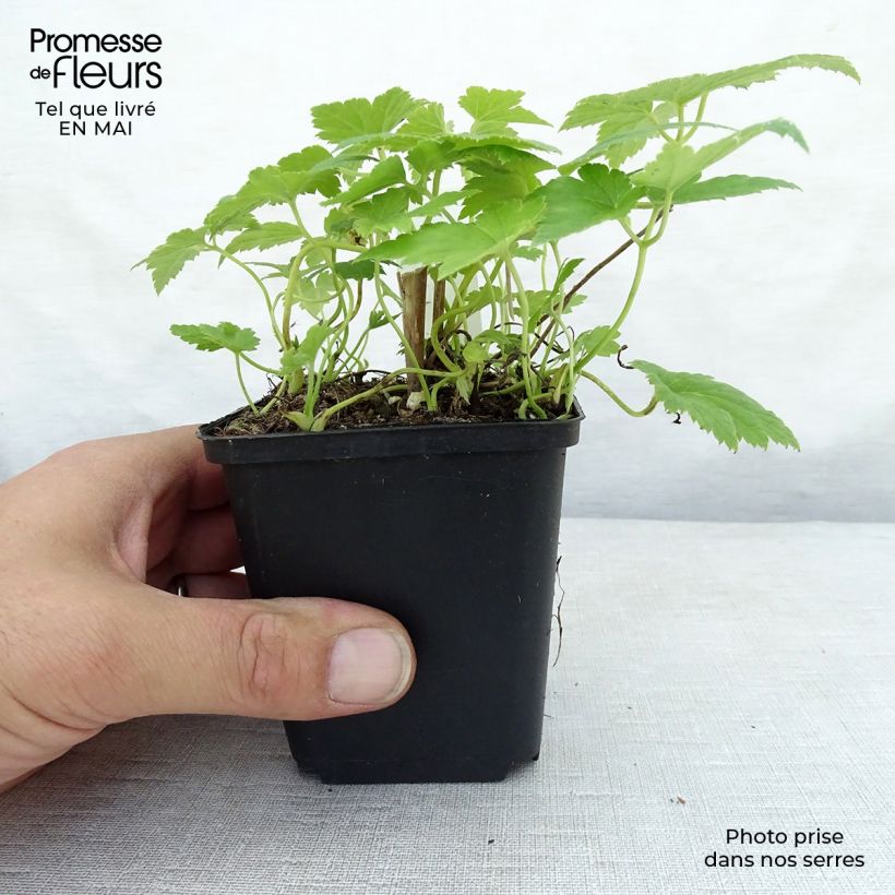 Anemone hupehensis Pretty Lady Maria - Anemone giapponese Vasetto da 8/9 cm esemplare consegnato in primavera