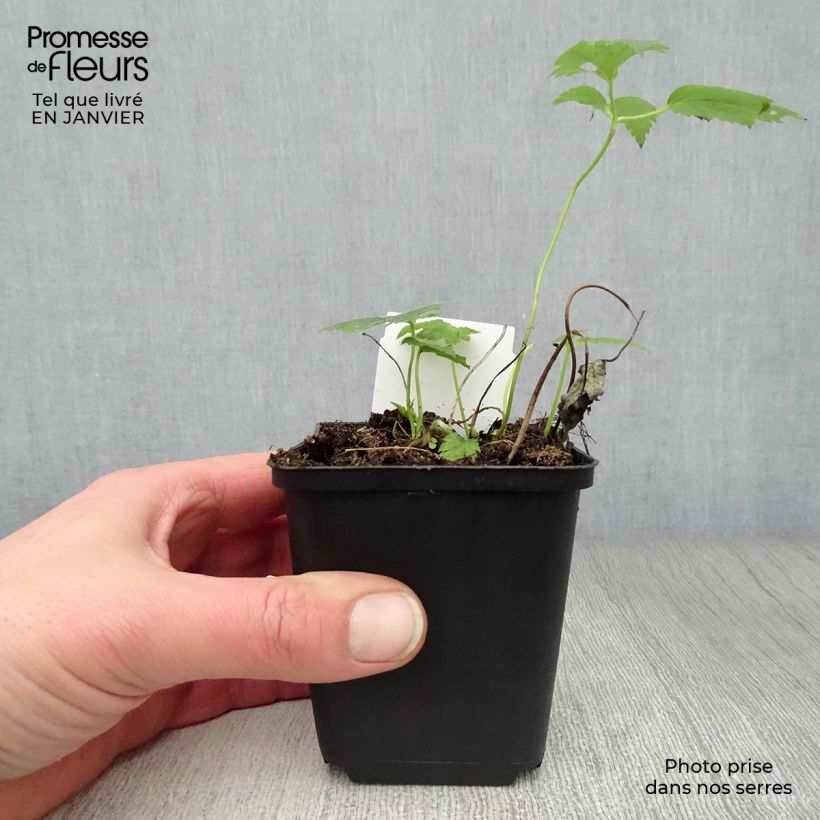 Anemone hupehensis Pretty Lady Maria - Anemone giapponese Vasetto da 8/9 cm esemplare consegnato in inverno