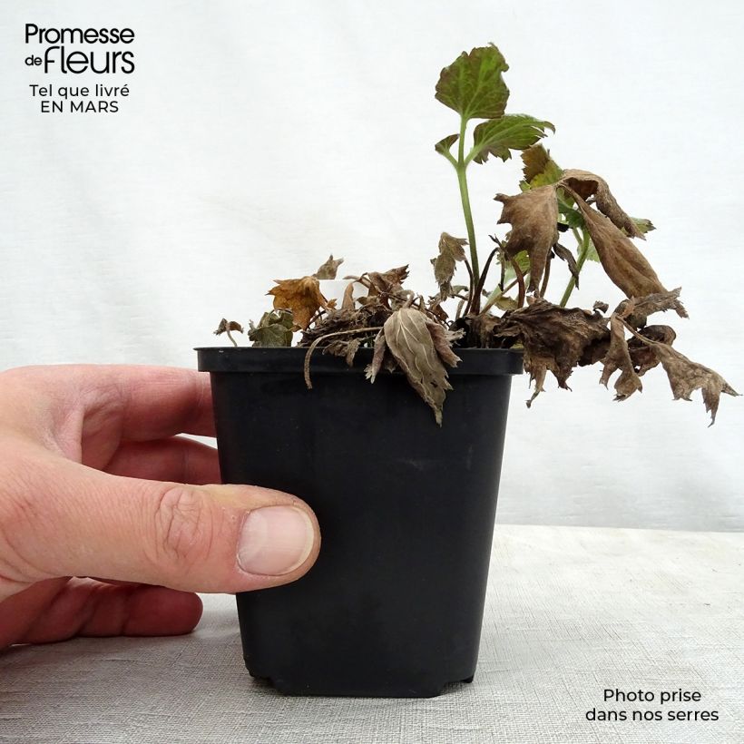 Anemone Pretty Lady Susan - Anemone giapponese Vasetto da 8/9 cm esemplare consegnato in primavera