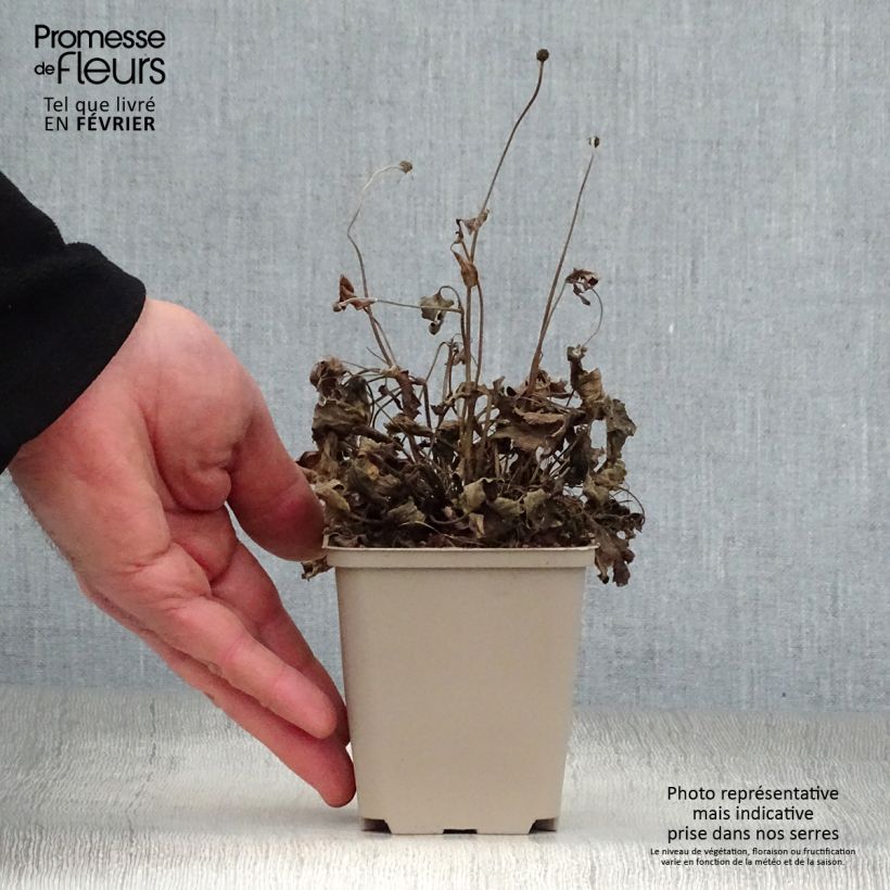 Anemone Pretty Lady Susan - Anemone giapponese Vasetto da 8/9 cm esemplare consegnato in inverno