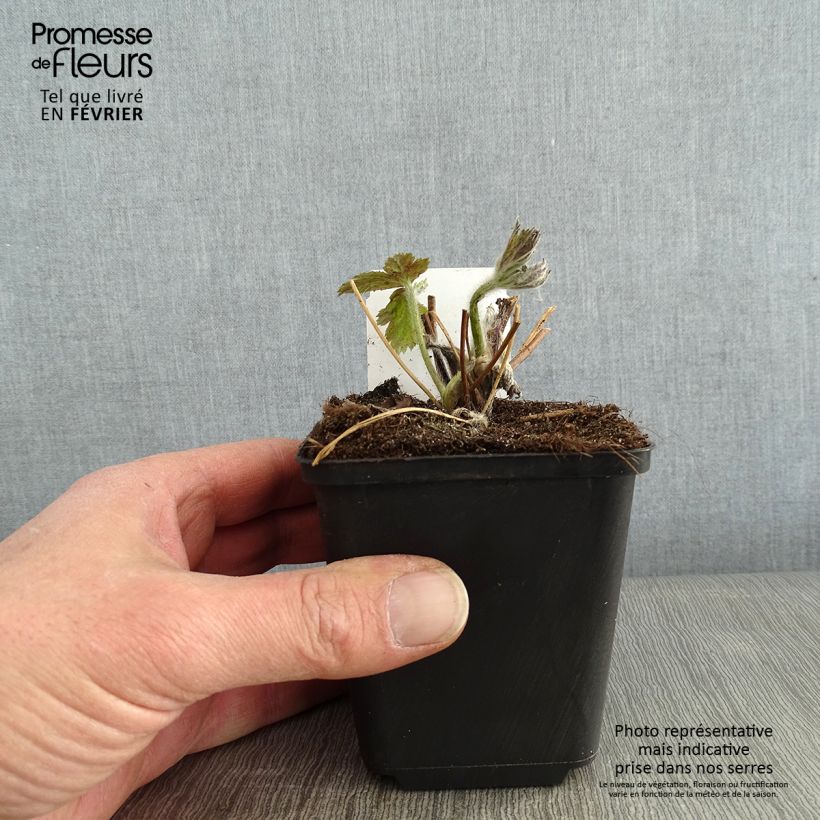 Anemone Regal Swan - Anemone giapponese Vasetto da 8/9 cm esemplare consegnato in inverno