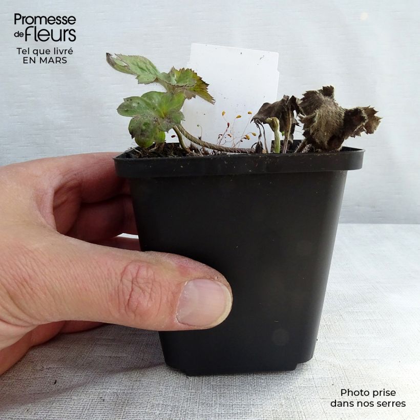 Anemone Königin Charlotte - Anemone giapponese Vasetto da 8/9 cm esemplare consegnato in inverno