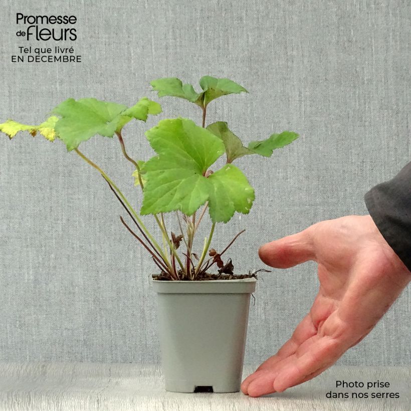 Anemone Richard Ahrens - Anemone giapponese Vasetto da 8/9 cm esemplare consegnato in inverno