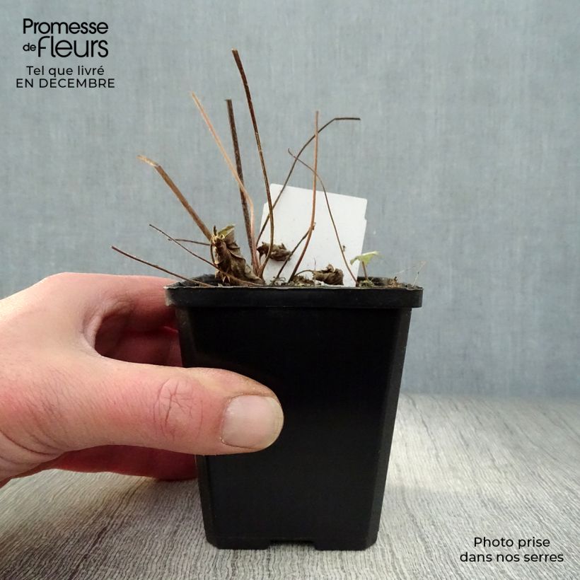 Anemone hupehensis September Charm - Anemone giapponese Vasetto da 8/9 cm esemplare consegnato in inverno