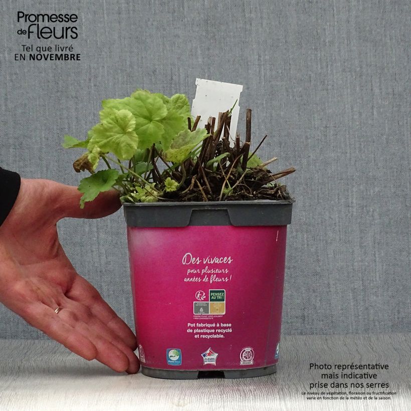 Esemplare di Anemone hupehensis September Charm - Anemone giapponese Vaso da 2L/3L come consegnato in autunno