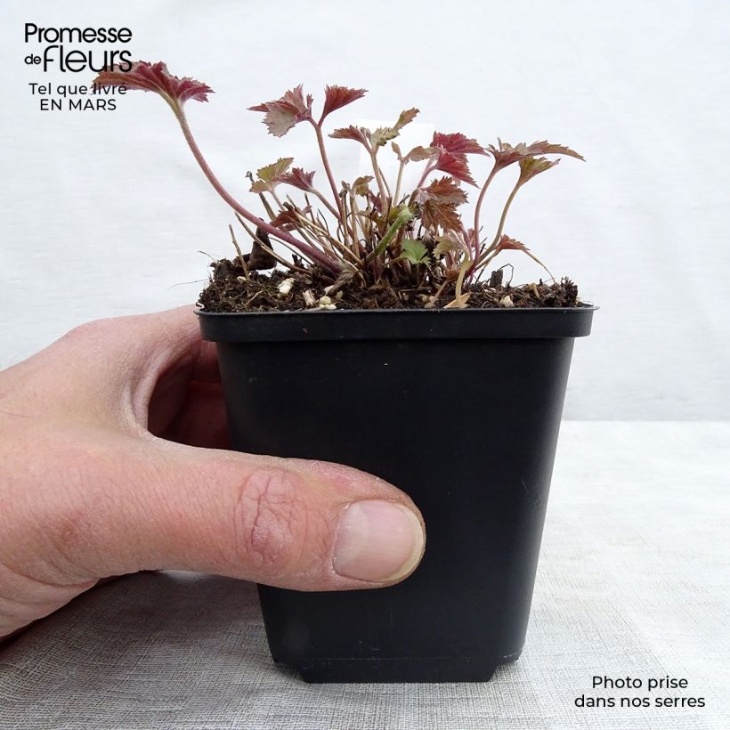 Anemone hupehensis Splendens - Anemone giapponese Vasetto da 8/9 cm esemplare consegnato in primavera