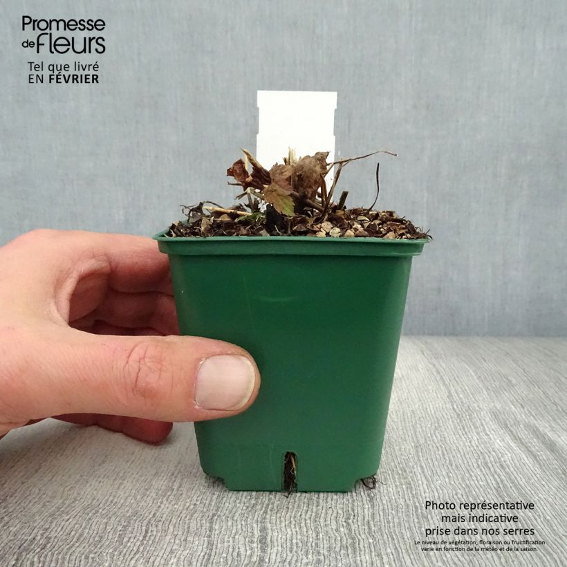 Anemone hupehensis Splendens - Anemone giapponese Vasetto da 8/9 cm esemplare consegnato in inverno