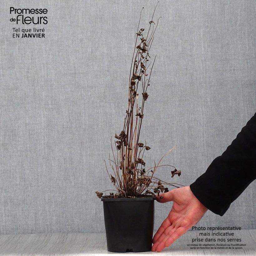 Anemone hupehensis Splendens - Anemone giapponese Vaso da 2L/3L esemplare consegnato in inverno