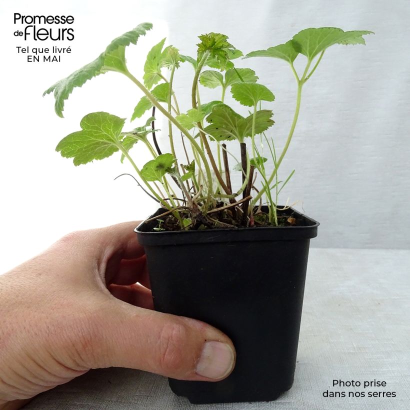 Anemone Whirlwind - Anemone giapponese Vasetto da 8/9 cm esemplare consegnato in primavera