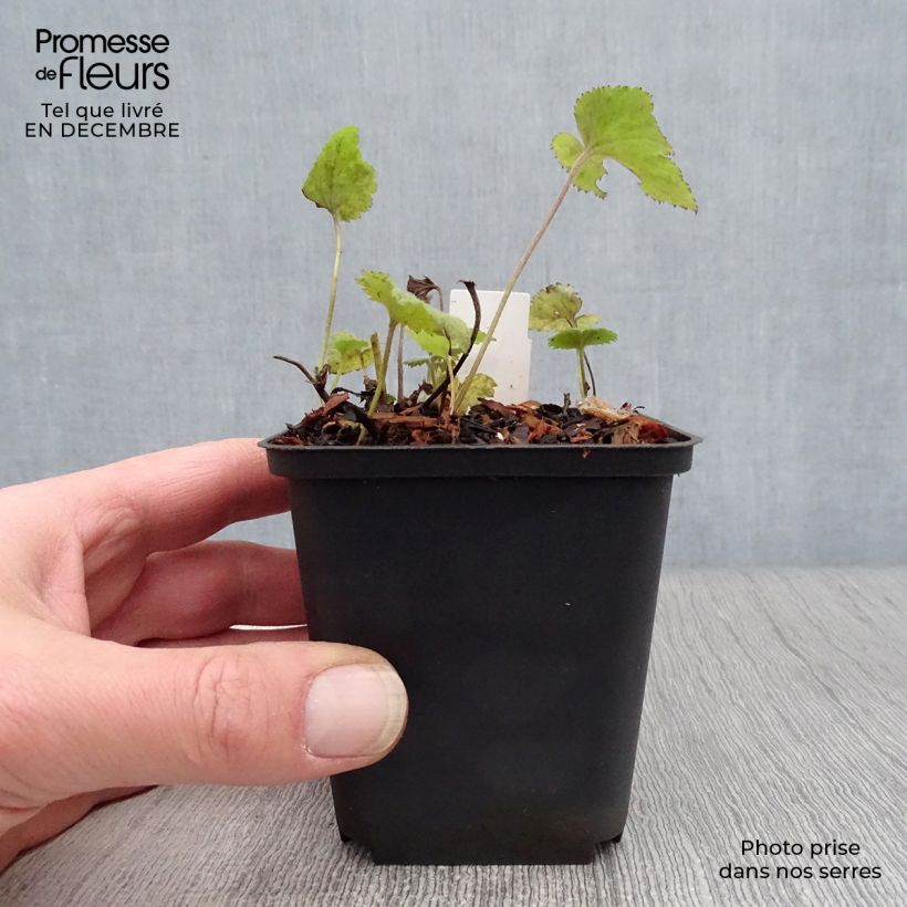 Anemone Whirlwind - Anemone giapponese Vasetto da 8/9 cm esemplare consegnato in inverno