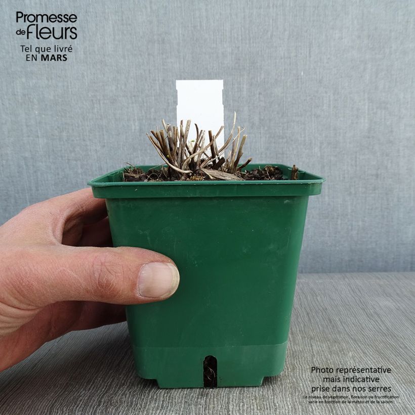 Anemone Whirlwind - Anemone giapponese Vaso da 1,5L/2L esemplare consegnato in inverno