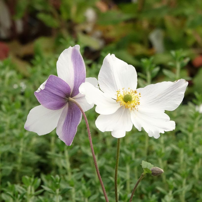 Anemone Wild Swan - Anemone giapponese (Fioritura)