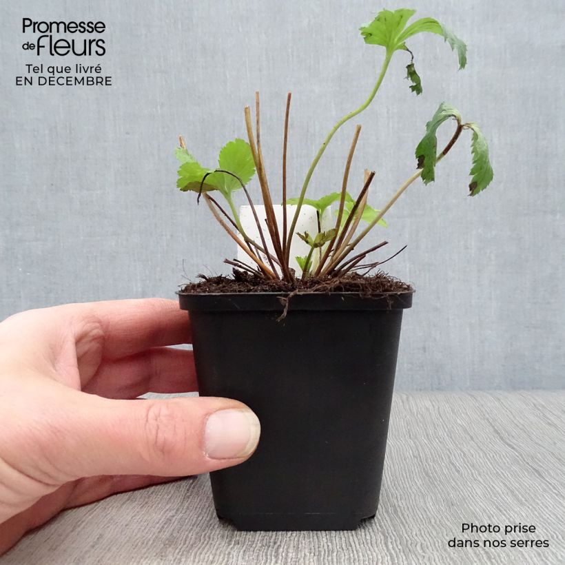 Anemone Wild Swan - Anemone giapponese Vasetto da 8/9 cm esemplare consegnato in inverno