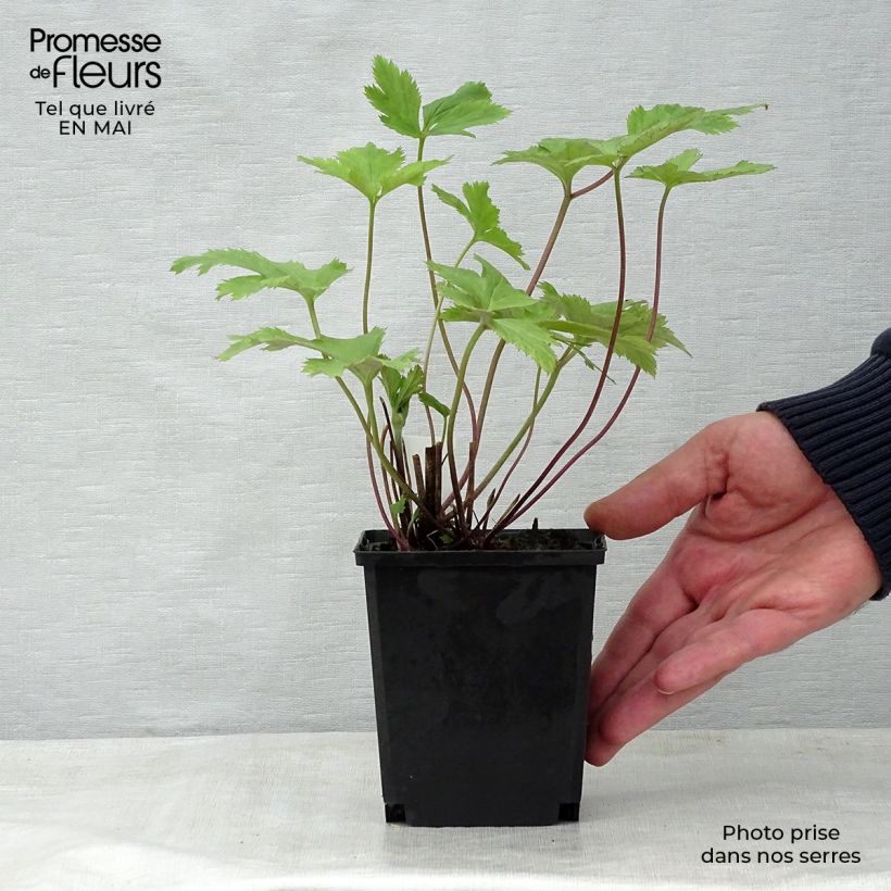 Anemone Wild Swan - Anemone giapponese Vasetto da 8/9 cm esemplare consegnato in primavera