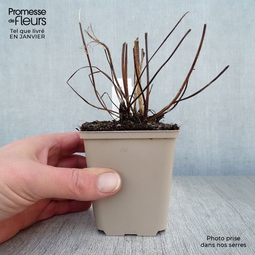 Anemone Serenade - Anemone giapponese Vasetto da 8/9 cm esemplare consegnato in inverno