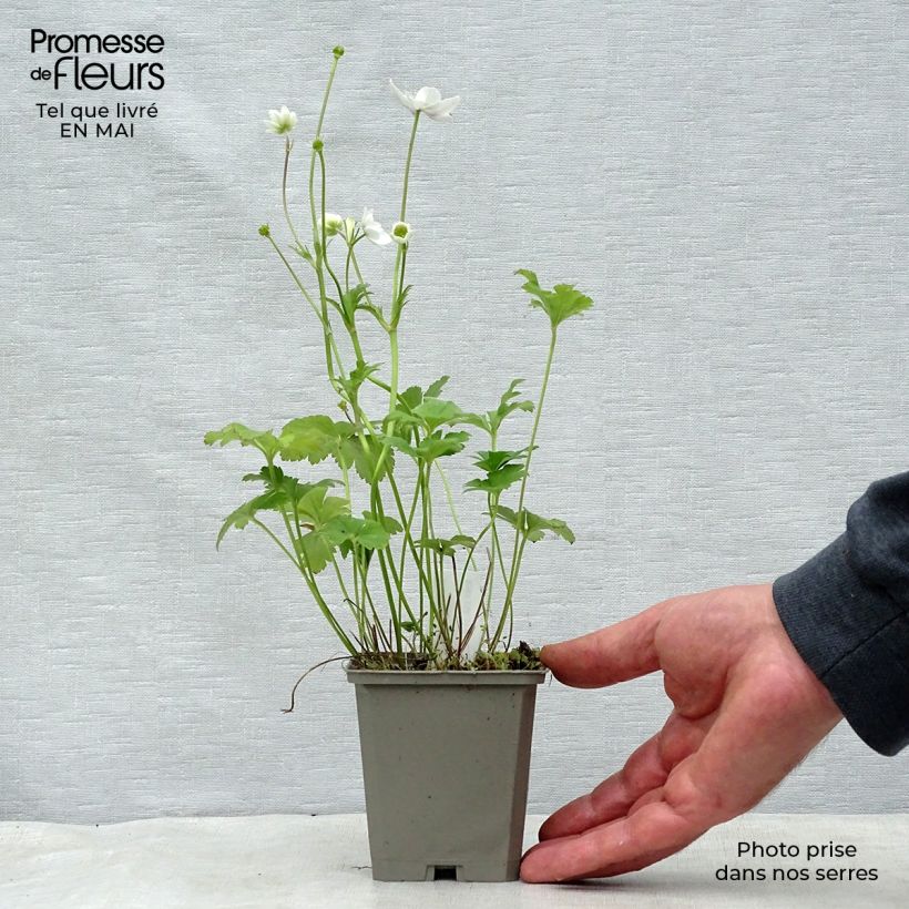 Anemone leveillei Vasetto da 8/9 cm esemplare consegnato in primavera