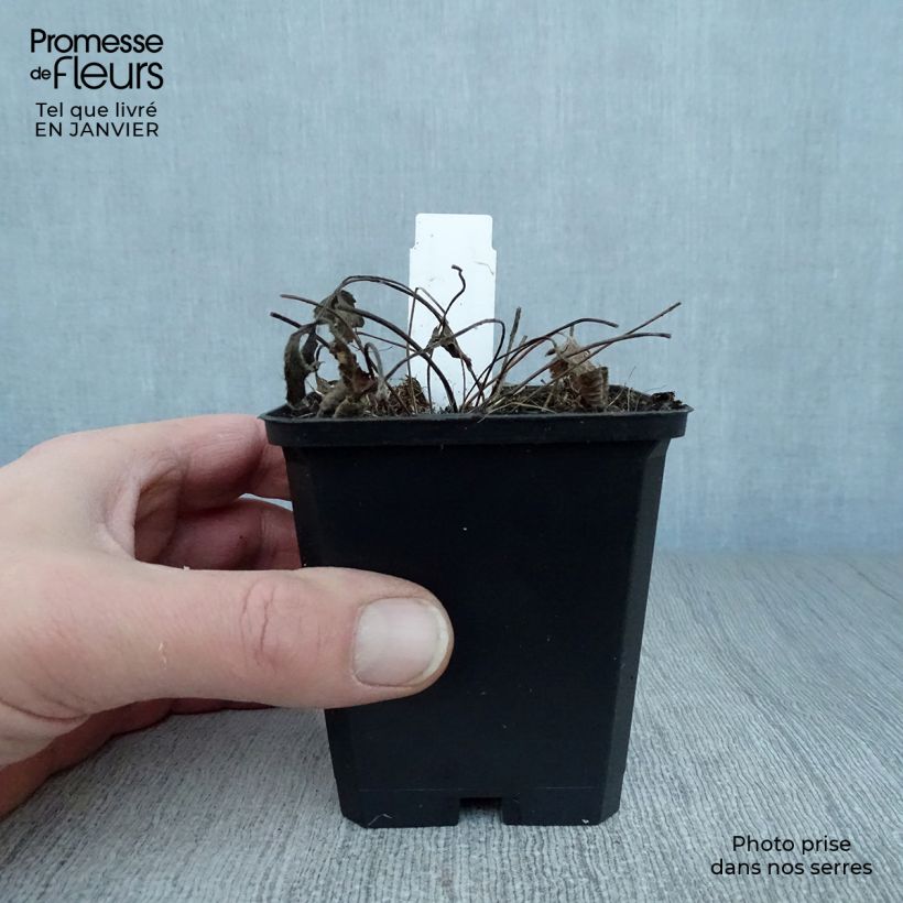 Anemone leveillei Vasetto da 8/9 cm esemplare consegnato in inverno
