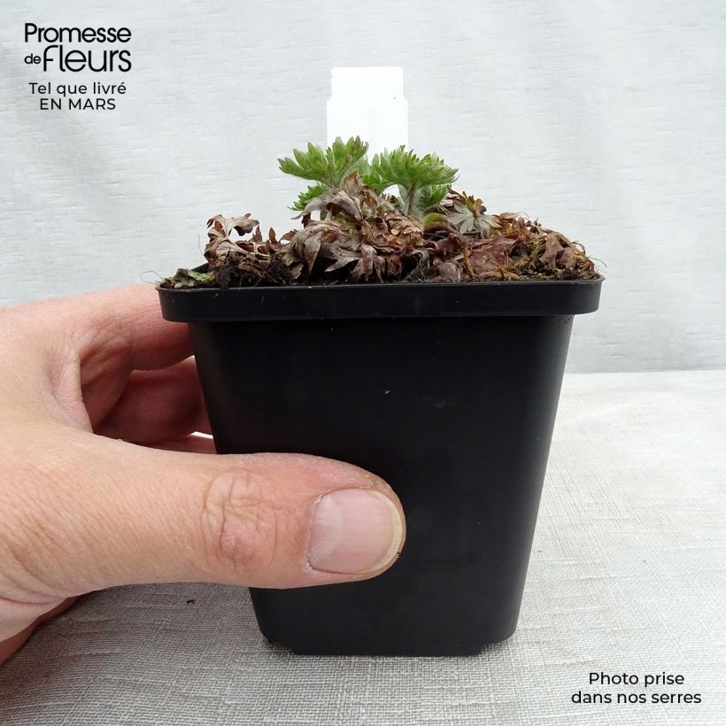 Anemone multifida Major Vasetto da 8/9 cm esemplare consegnato in inverno